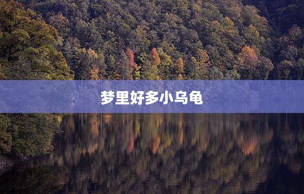 梦里好多小乌龟