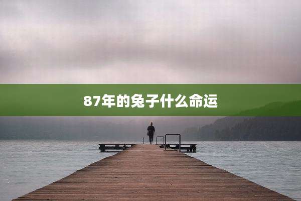 87年的兔子什么命运