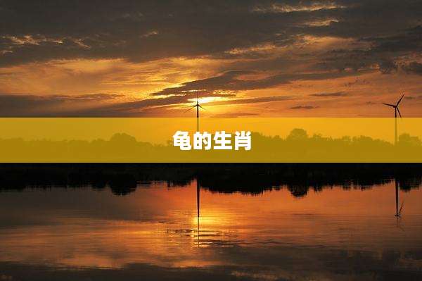 龟的生肖
