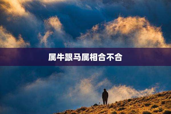 属牛跟马属相合不合