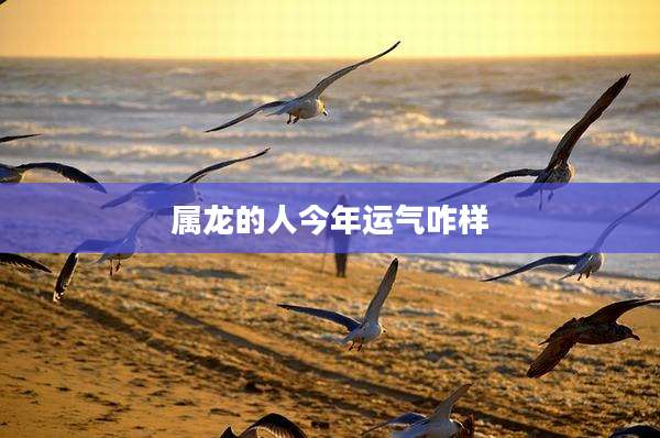属龙的人今年运气咋样