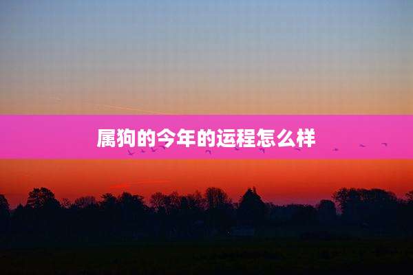属狗的今年的运程怎么样