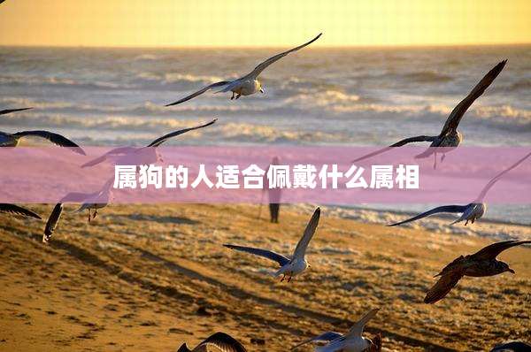 属狗的人适合佩戴什么属相