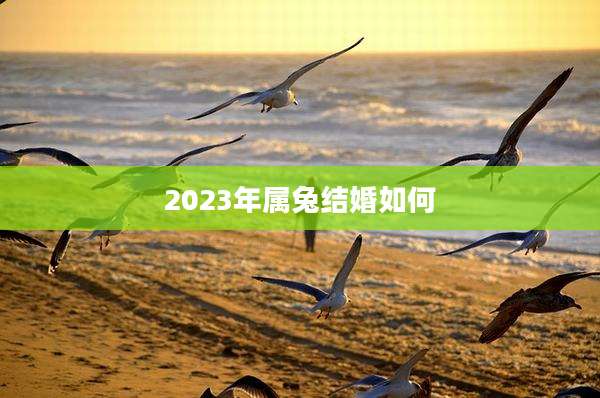 2023年属兔结婚如何