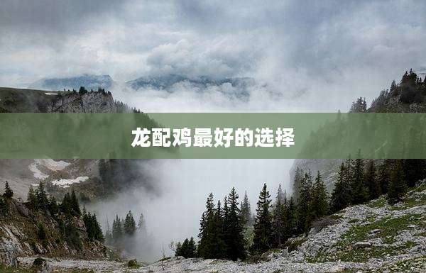 龙配鸡最好的选择