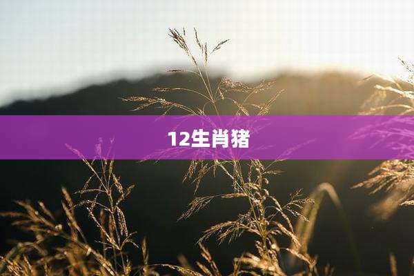 12生肖猪