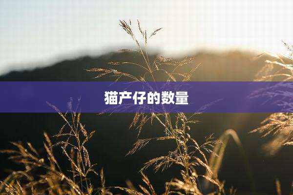 猫产仔的数量