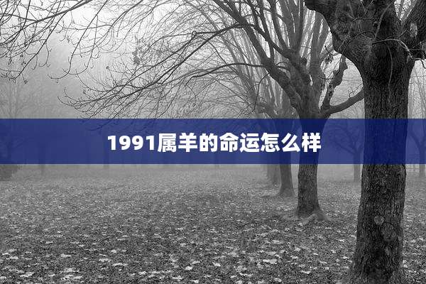 1991属羊的命运怎么样