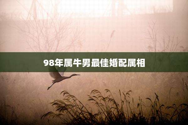 98年属牛男最佳婚配属相