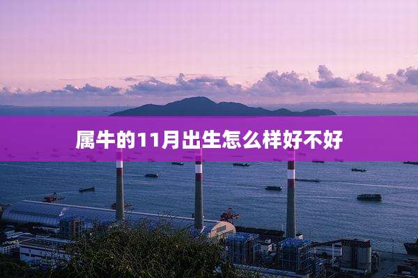 属牛的11月出生怎么样好不好