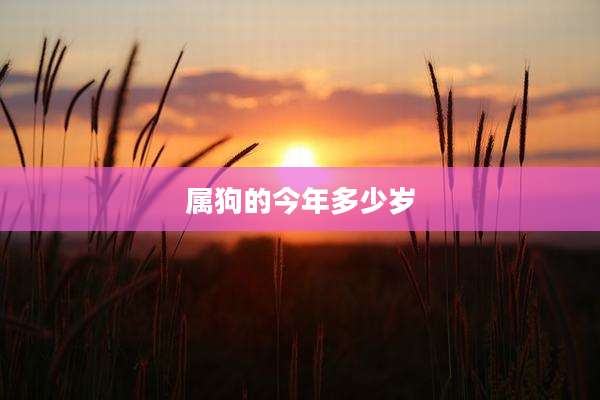 属狗的今年多少岁