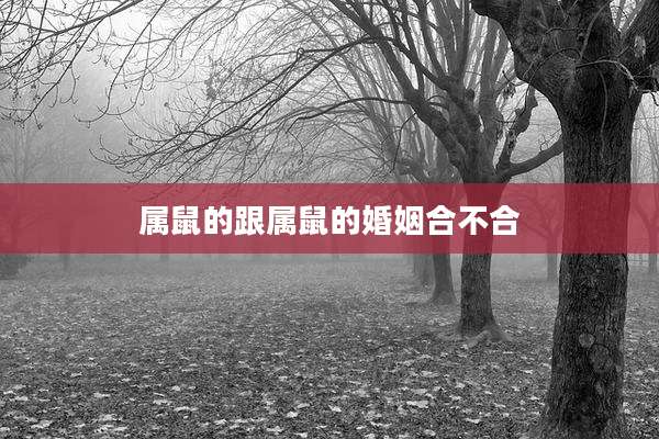 属鼠的跟属鼠的婚姻合不合