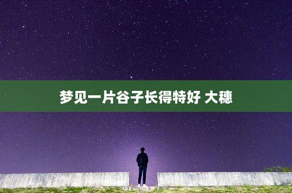 梦见一片谷子长得特好 大穗