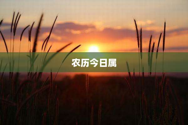 农历今日属