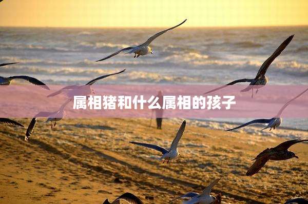 属相猪和什么属相的孩子
