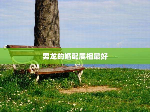 男龙的婚配属相最好