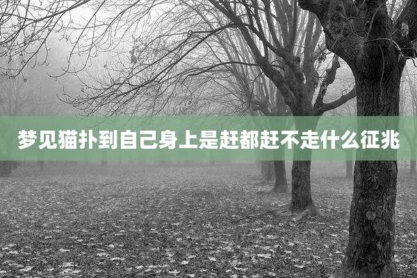 梦见猫扑到自己身上是赶都赶不走什么征兆