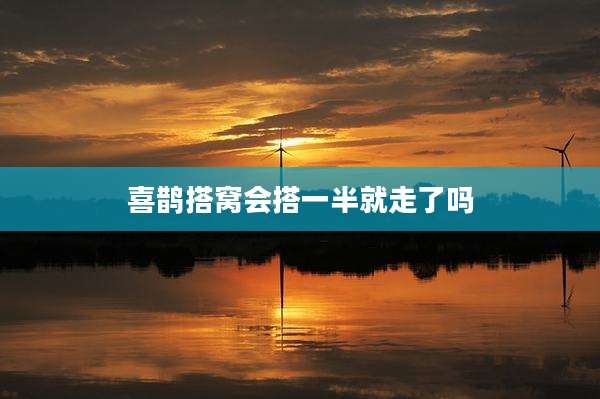 喜鹊搭窝会搭一半就走了吗