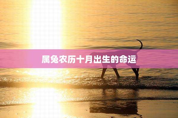 属兔农历十月出生的命运