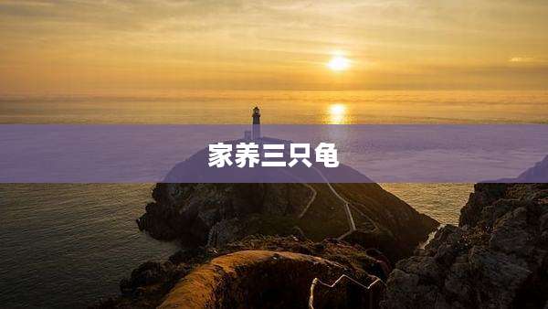 家养三只龟