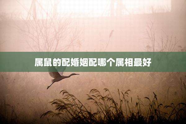 属鼠的配婚姻配哪个属相最好