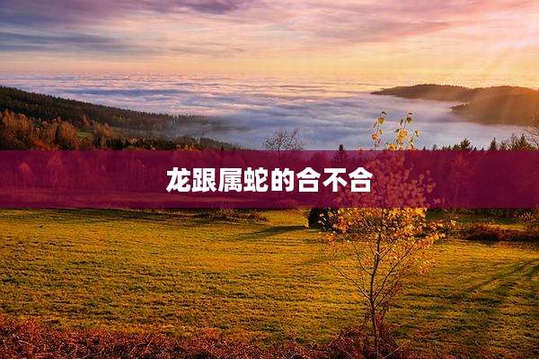 龙跟属蛇的合不合