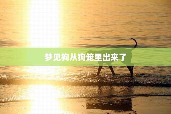 梦见狗从狗笼里出来了