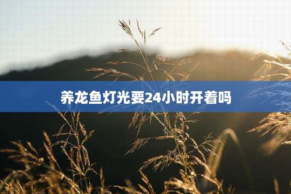 养龙鱼灯光要24小时开着吗