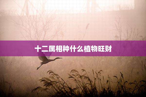 十二属相种什么植物旺财