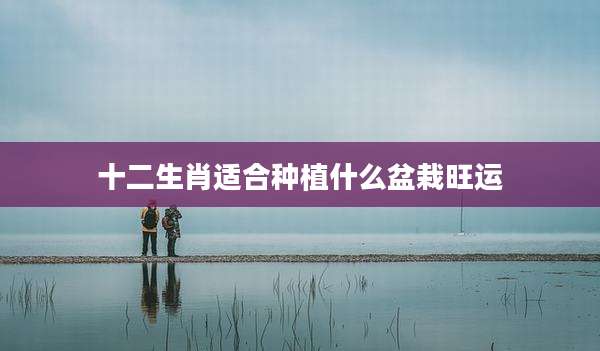 十二生肖适合种植什么盆栽旺运