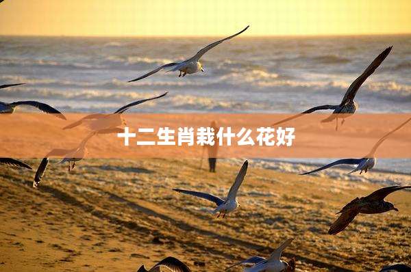 十二生肖栽什么花好