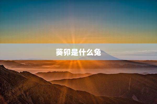 葵卯是什么兔