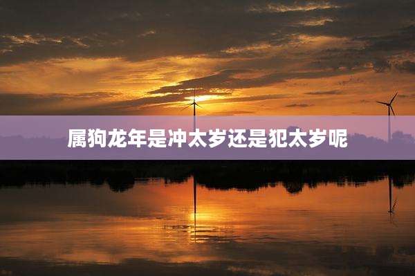 属狗龙年是冲太岁还是犯太岁呢