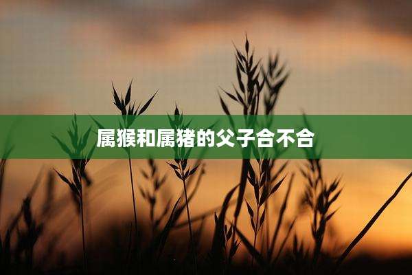 属猴和属猪的父子合不合