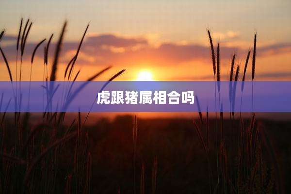 虎跟猪属相合吗