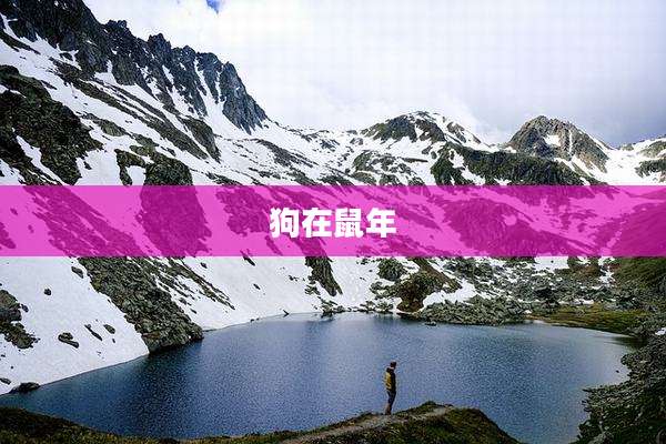 狗在鼠年