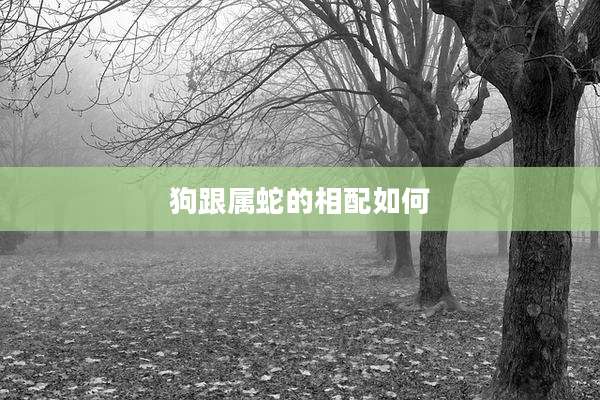 狗跟属蛇的相配如何