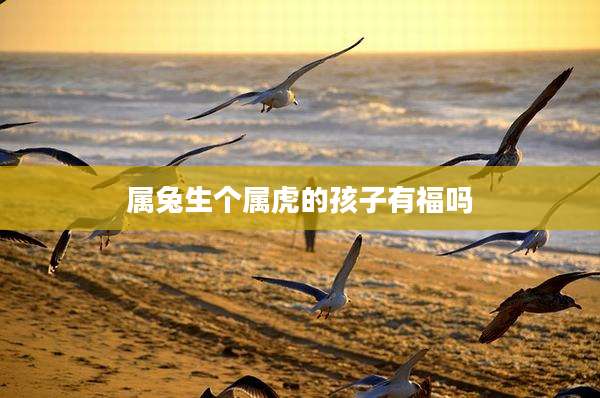 属兔生个属虎的孩子有福吗