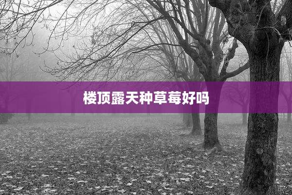楼顶露天种草莓好吗