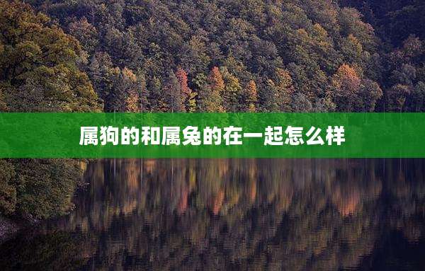 属狗的和属兔的在一起怎么样