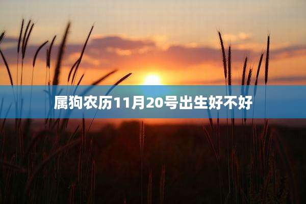 属狗农历11月20号出生好不好