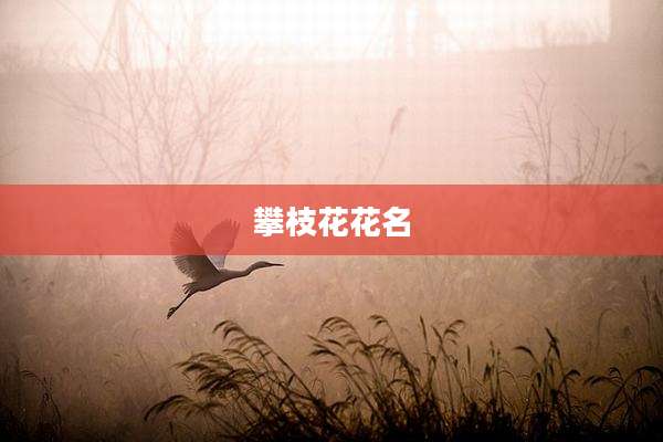 攀枝花花名
