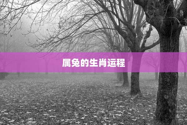 属兔的生肖运程