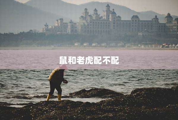 鼠和老虎配不配