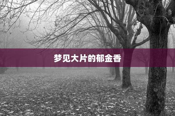 梦见大片的郁金香