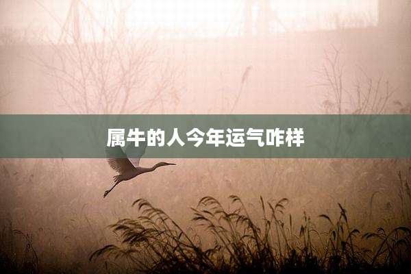 属牛的人今年运气咋样