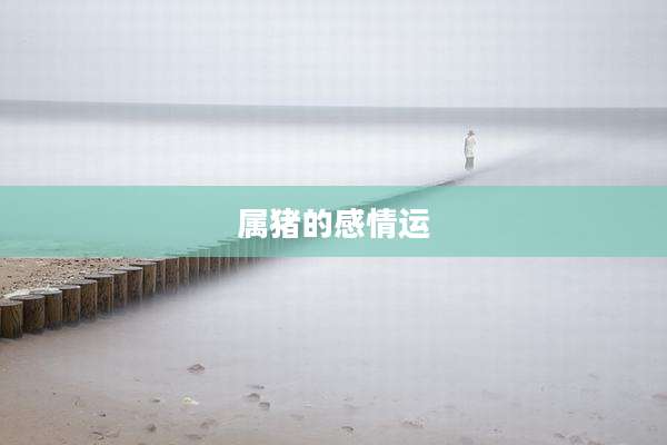 属猪的感情运