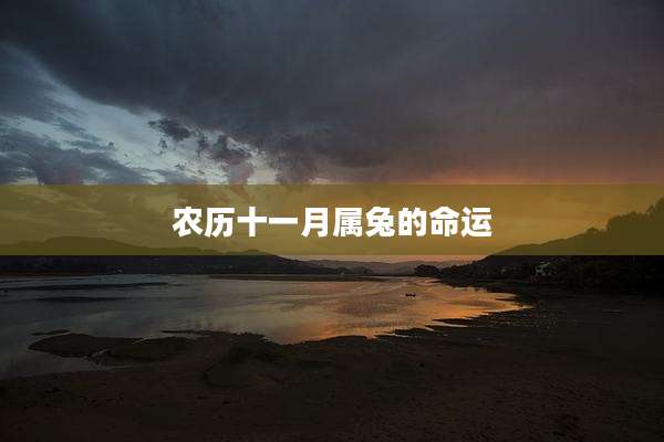 农历十一月属兔的命运