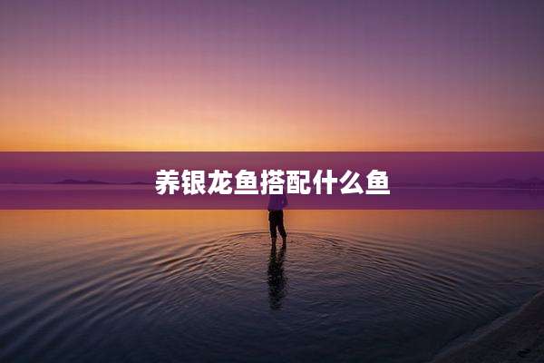 养银龙鱼搭配什么鱼