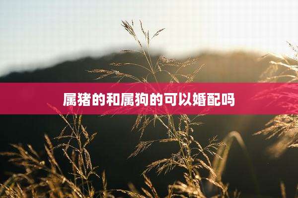 属猪的和属狗的可以婚配吗